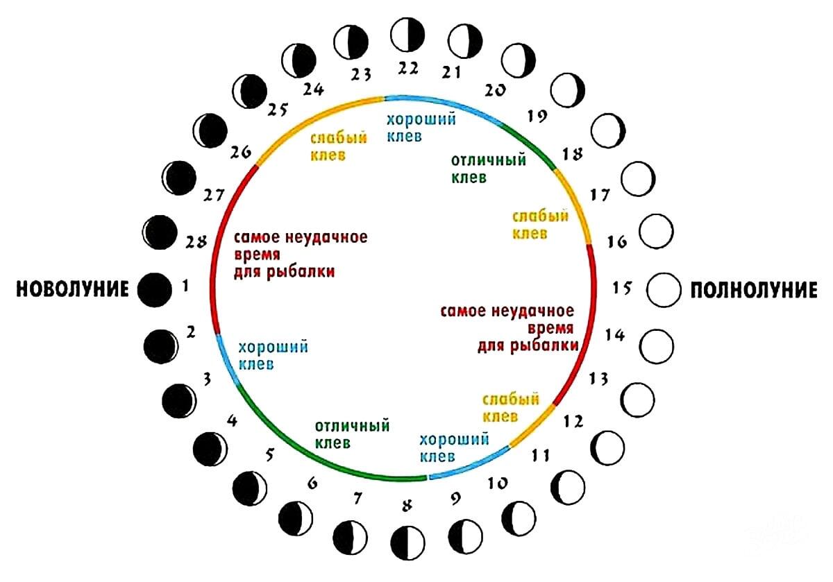 Влияние лунных фаз на поведение рыб и клев: как зависят уловы от небесных циклов