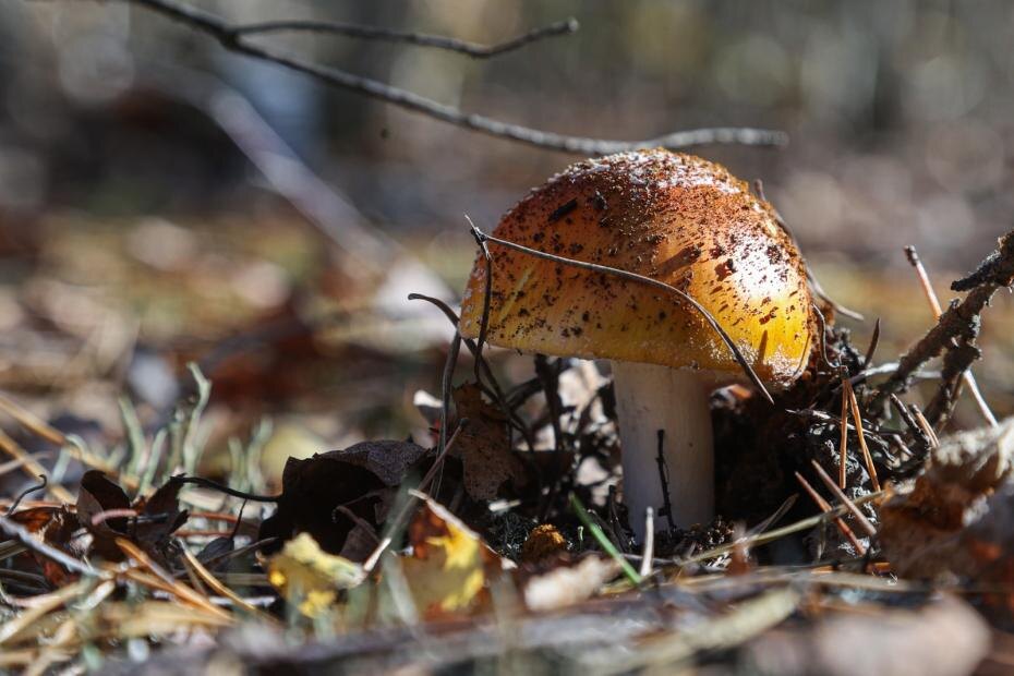    Сергей Булкин/NEWS.ru