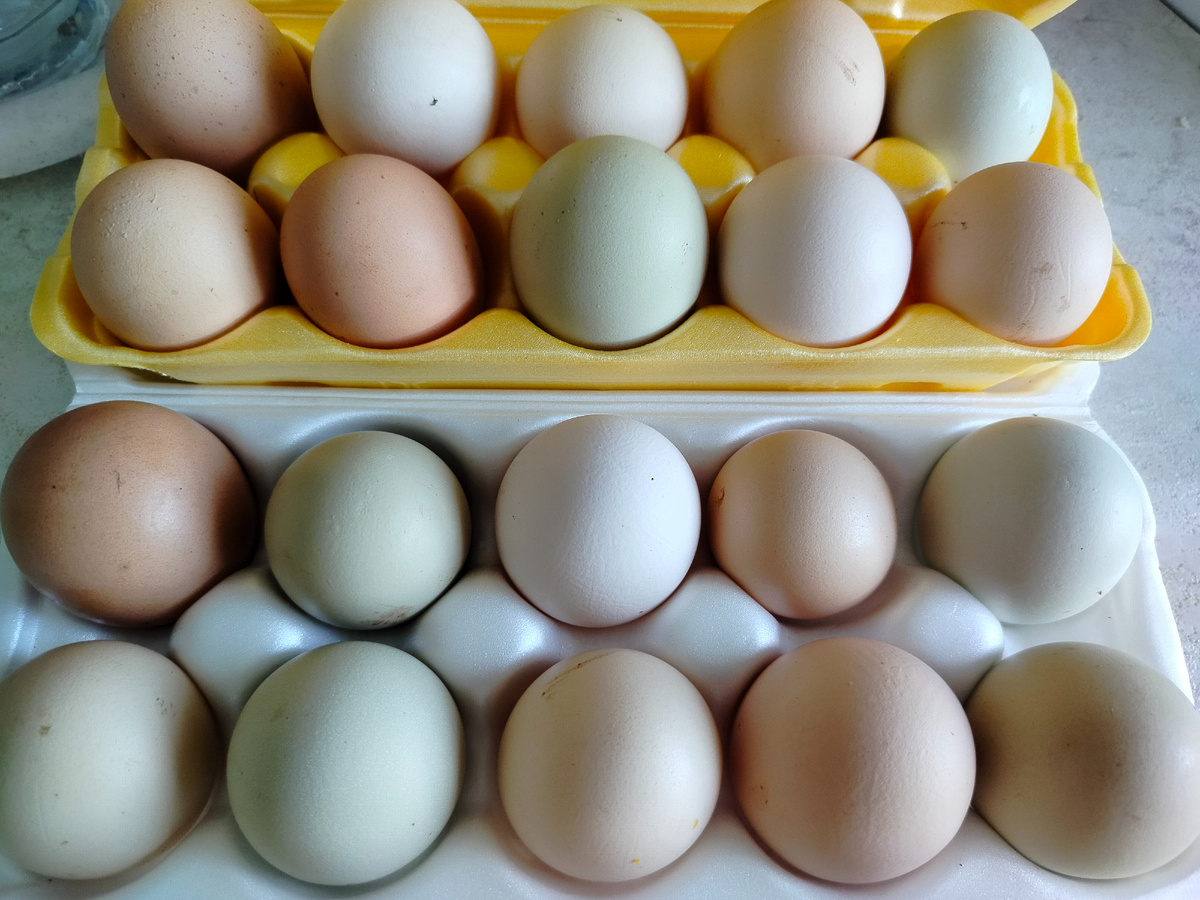 Яйца от домашних кур. 