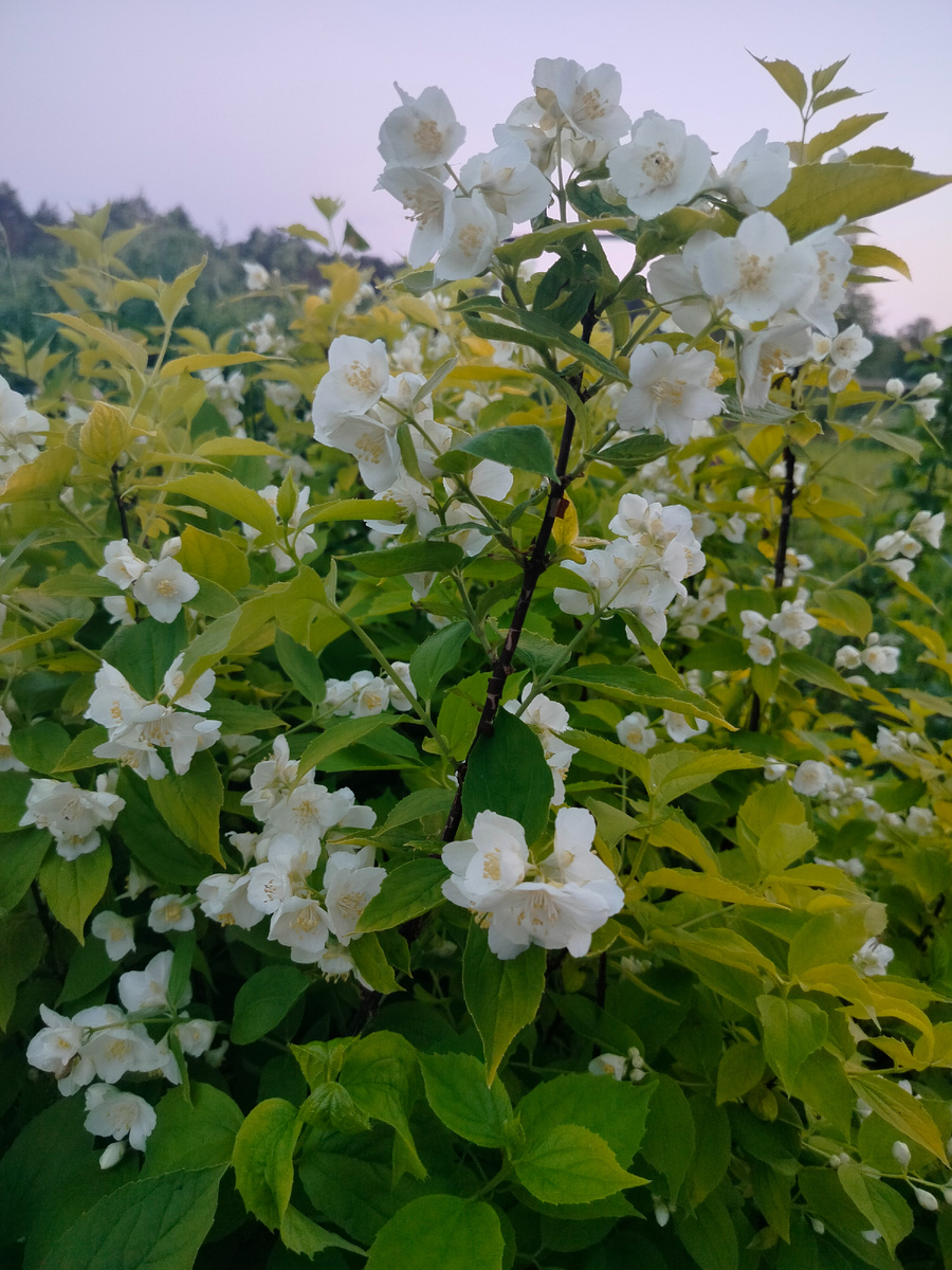 Чубушник золотистый