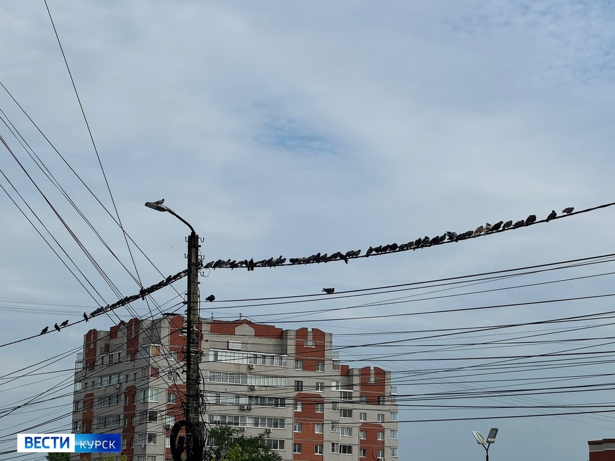    Привычный пейзаж Советской в Курске – множество голубей, сидящих на проводах