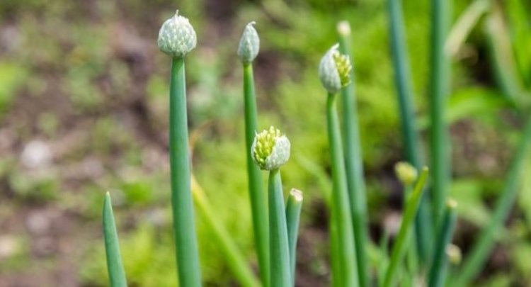    Фото: Россельхозцентр по Омской области