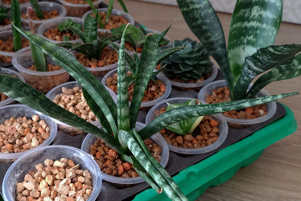 детка сансевиерии цилиндрика. фото автора