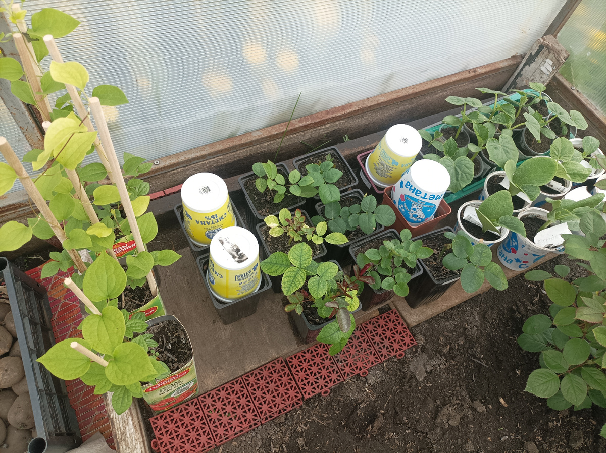 вот эти задохлики в центре в конце мая