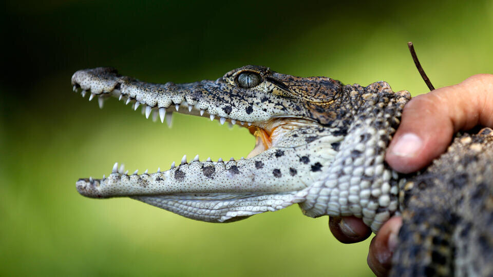Фото : © Desmond Boylan/AP/TASS 