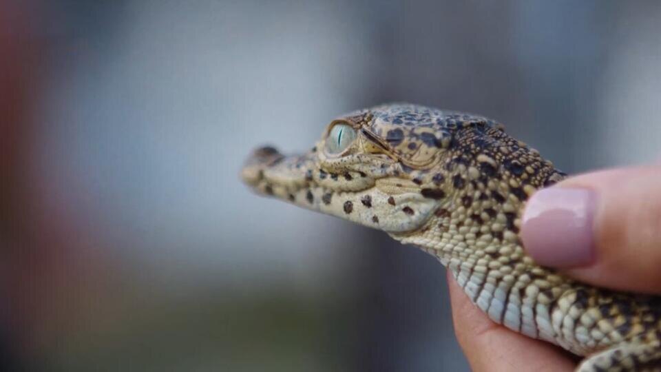 Фото: © Кадр из программы "Загадки человечества", РЕН ТВ