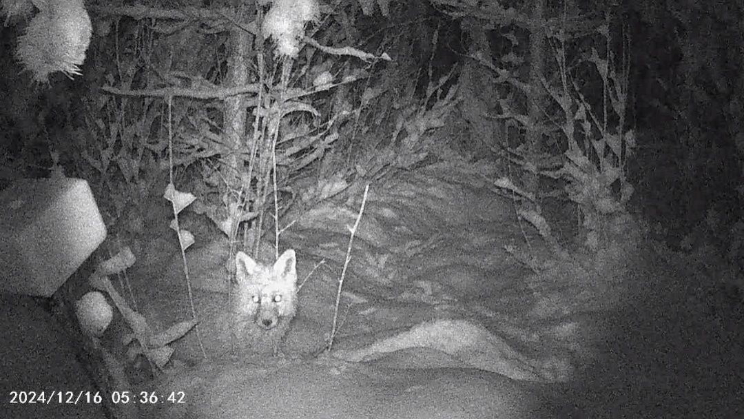 Засняла такую лисичку