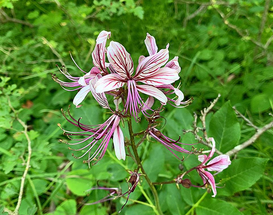   Фото: пресс-служба Сочинского нацпарка