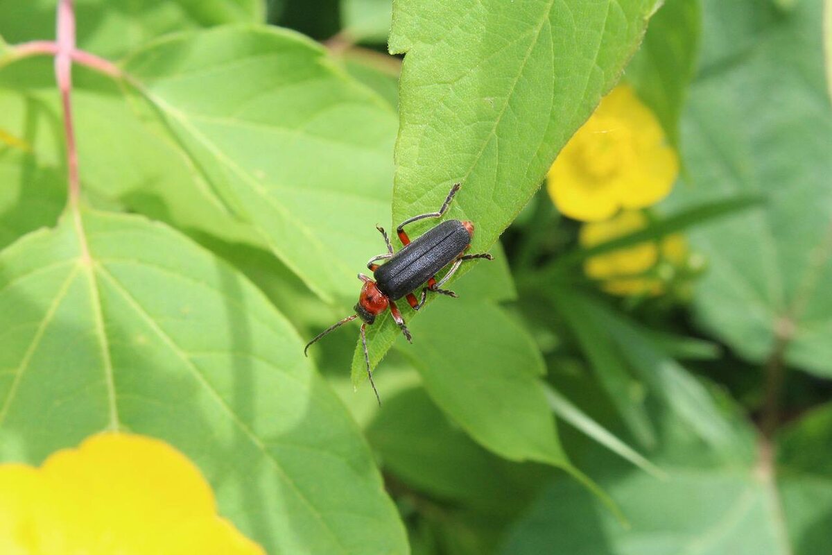 Фотография с Pixabay.