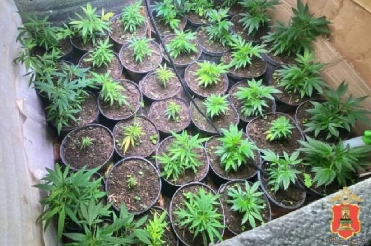    Под Тверью нашли огромную плантацию с коноплёй