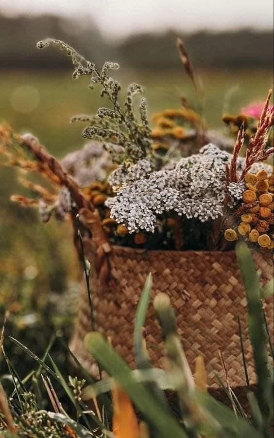 Собранные в этот день травы используют  весь год: их кладут под подушку как оберег, заваривают в чаях, используют  в омовениях.