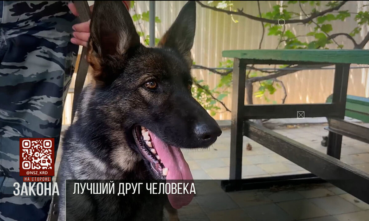    Видео канала «Кубань 24»