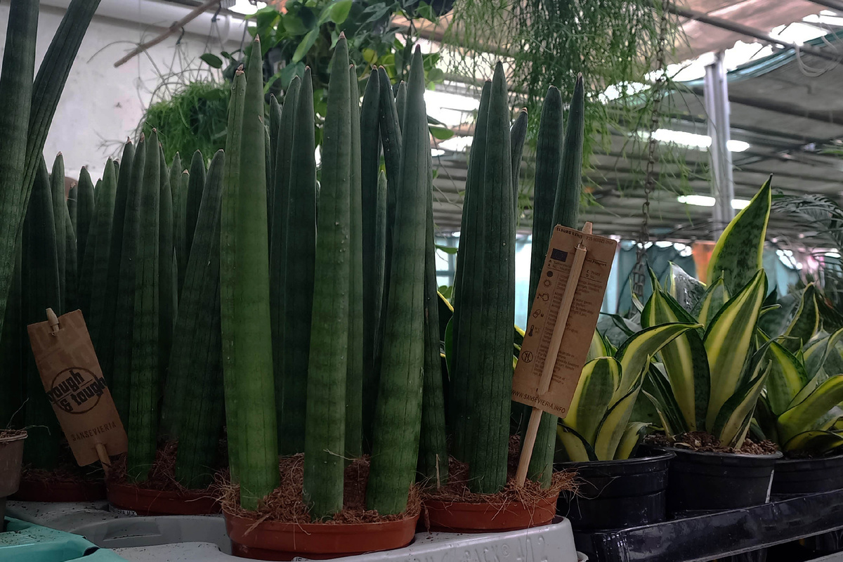 аккуратные "снопы" цилиндрических листьев, это способ сделать растение более привлекательным для размещения в интерьере. эти листья срезаны с корня и помещены в субстрат. в горшке они укореняются и выпускают деток.