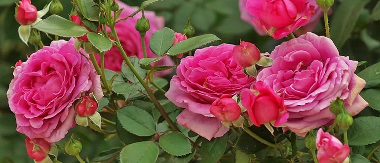 Уход за розами в открытом грунте