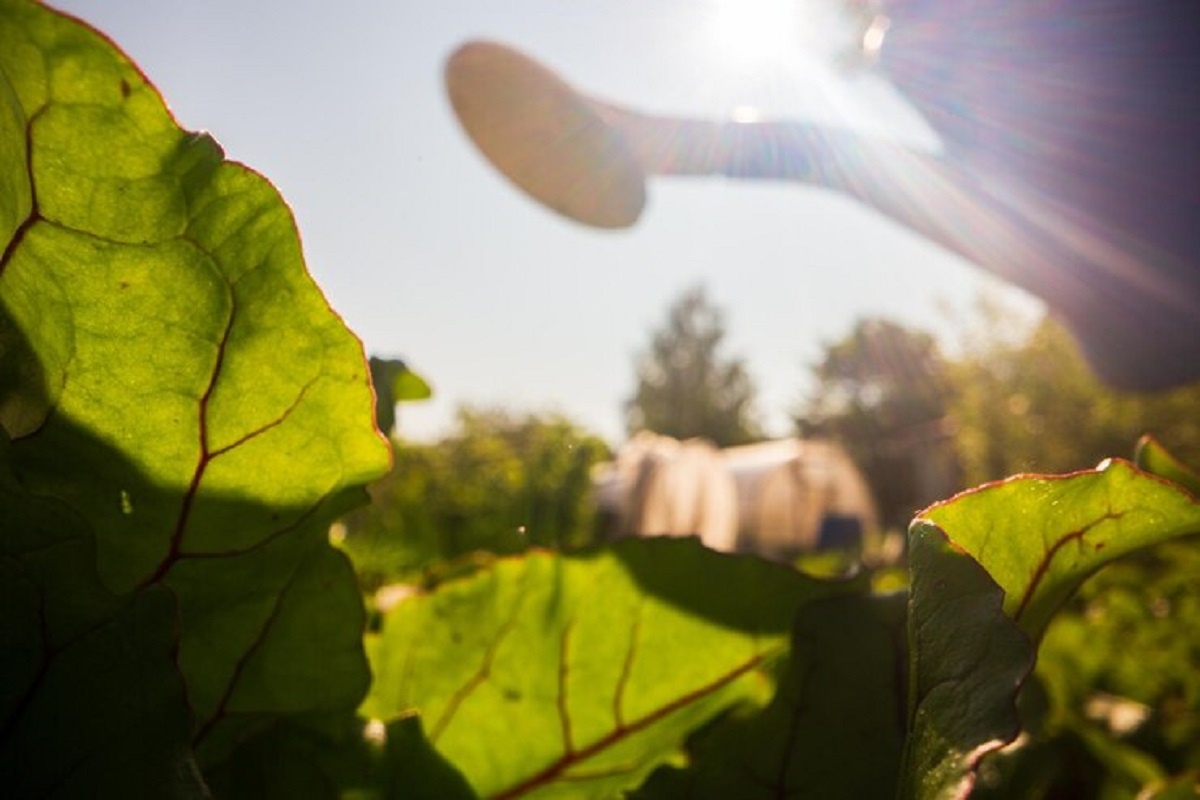    Правильный полив имеет большое значение в летнюю пору