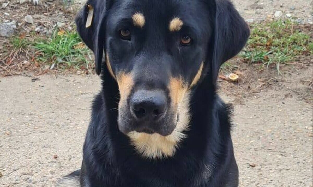    Фото t.me/golos_pravda