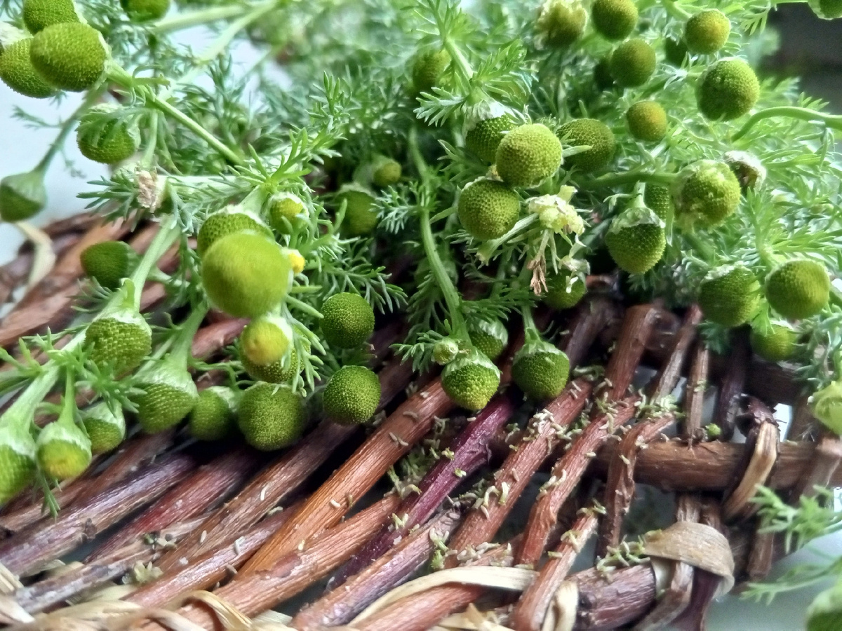 Ромашка зелёная