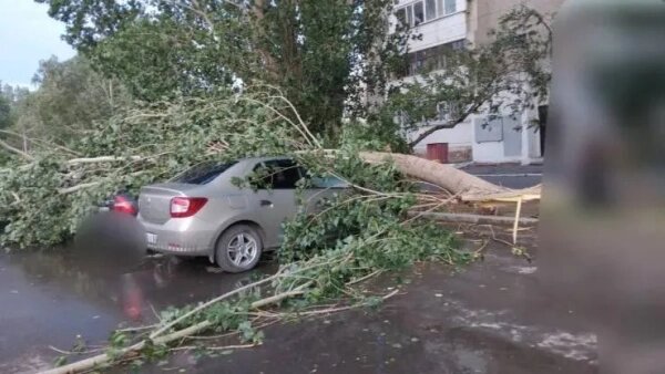 Ветка дерева насмерть проткнула мать троих детей во время поездки в такси