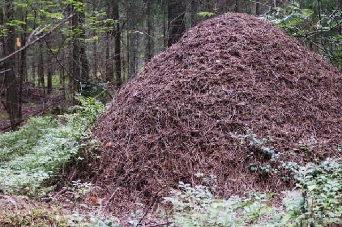    Стало известно, какие муравейники в Тверской области охраняются законом