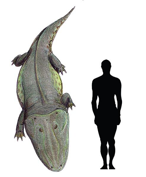 Капитозавр по сравнению с человеком.