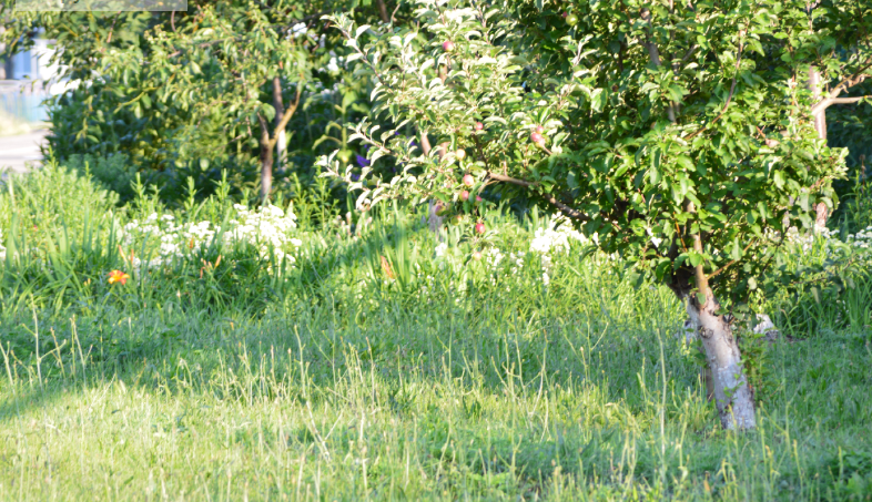 Фото автора. 20.06.2025. Станица. После дождика в пятницу.