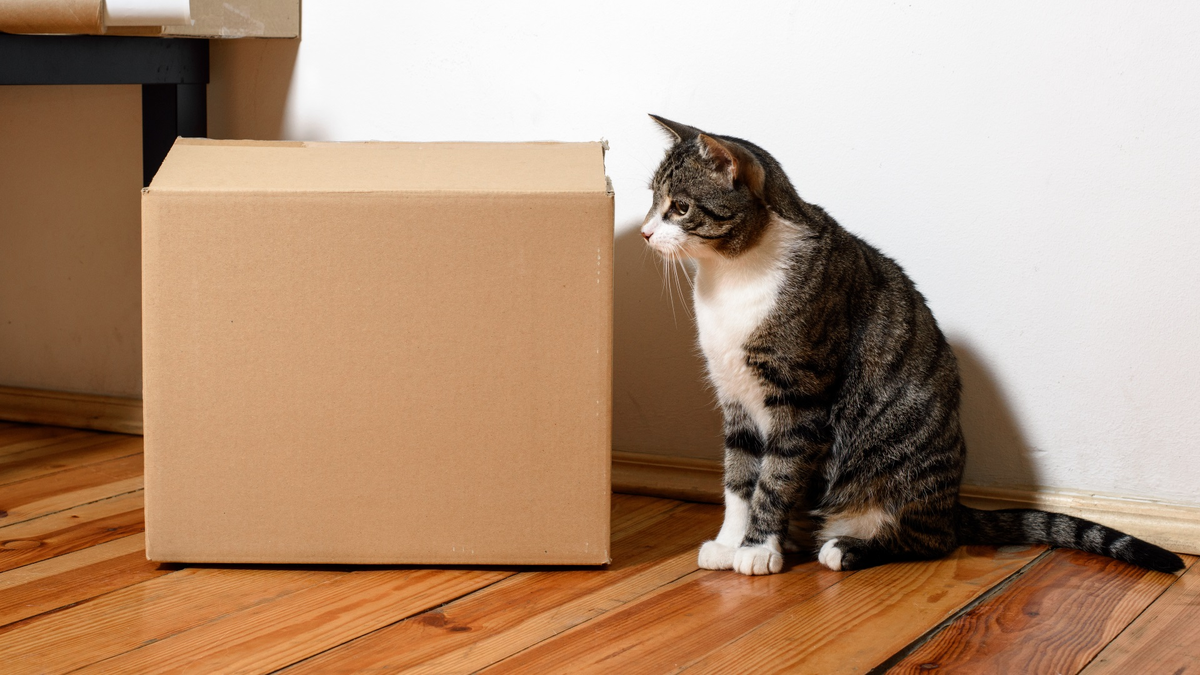 Кошка около коробки
