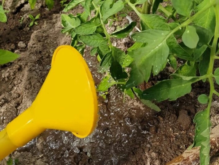 4 роковые ошибки при поливе томатов, которые губят урожай. Никогда так не делайте