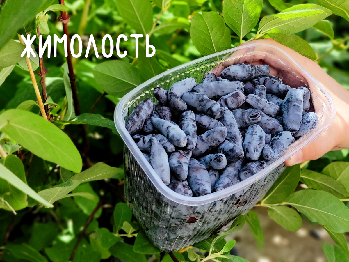 Фото автора со своего дачного участка 