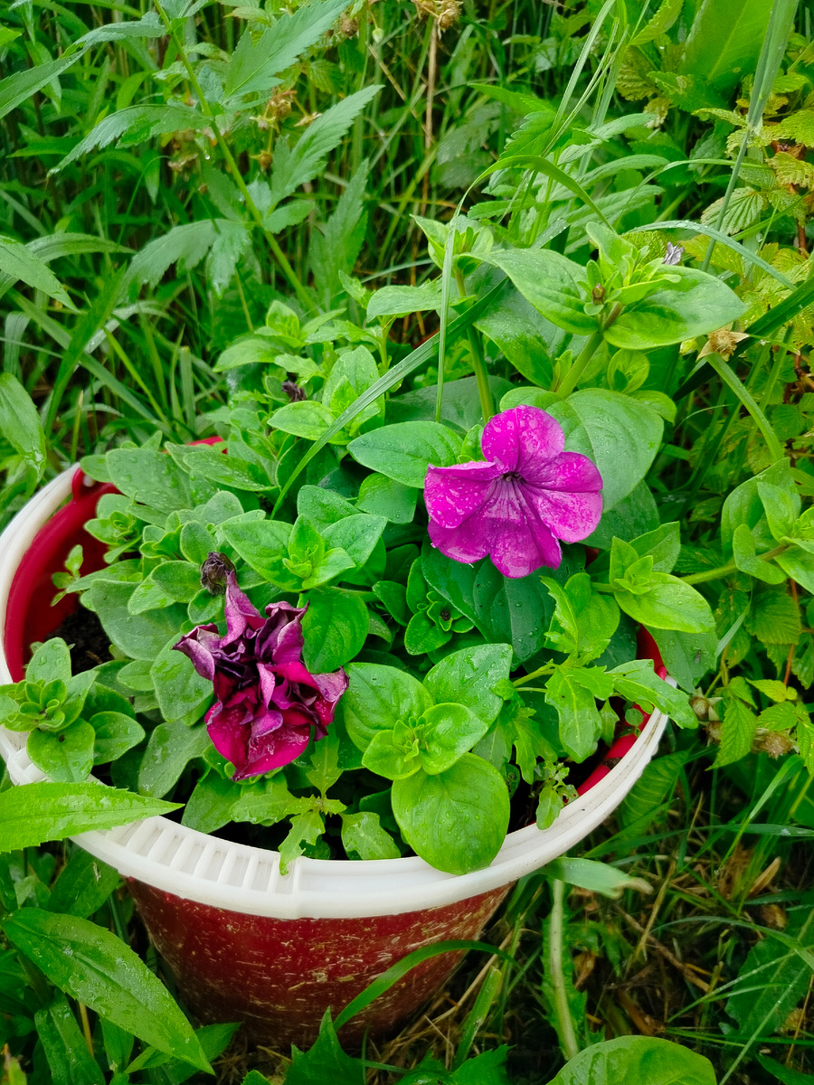 Хорошо цветочкам, им интернет не нужен, их и так польют.
