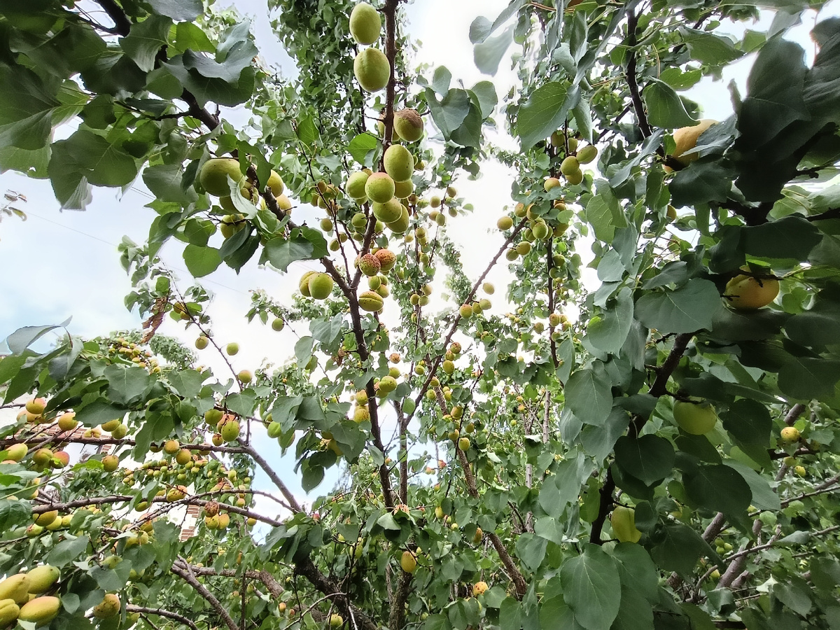 Абрикосы в Краснодаре 