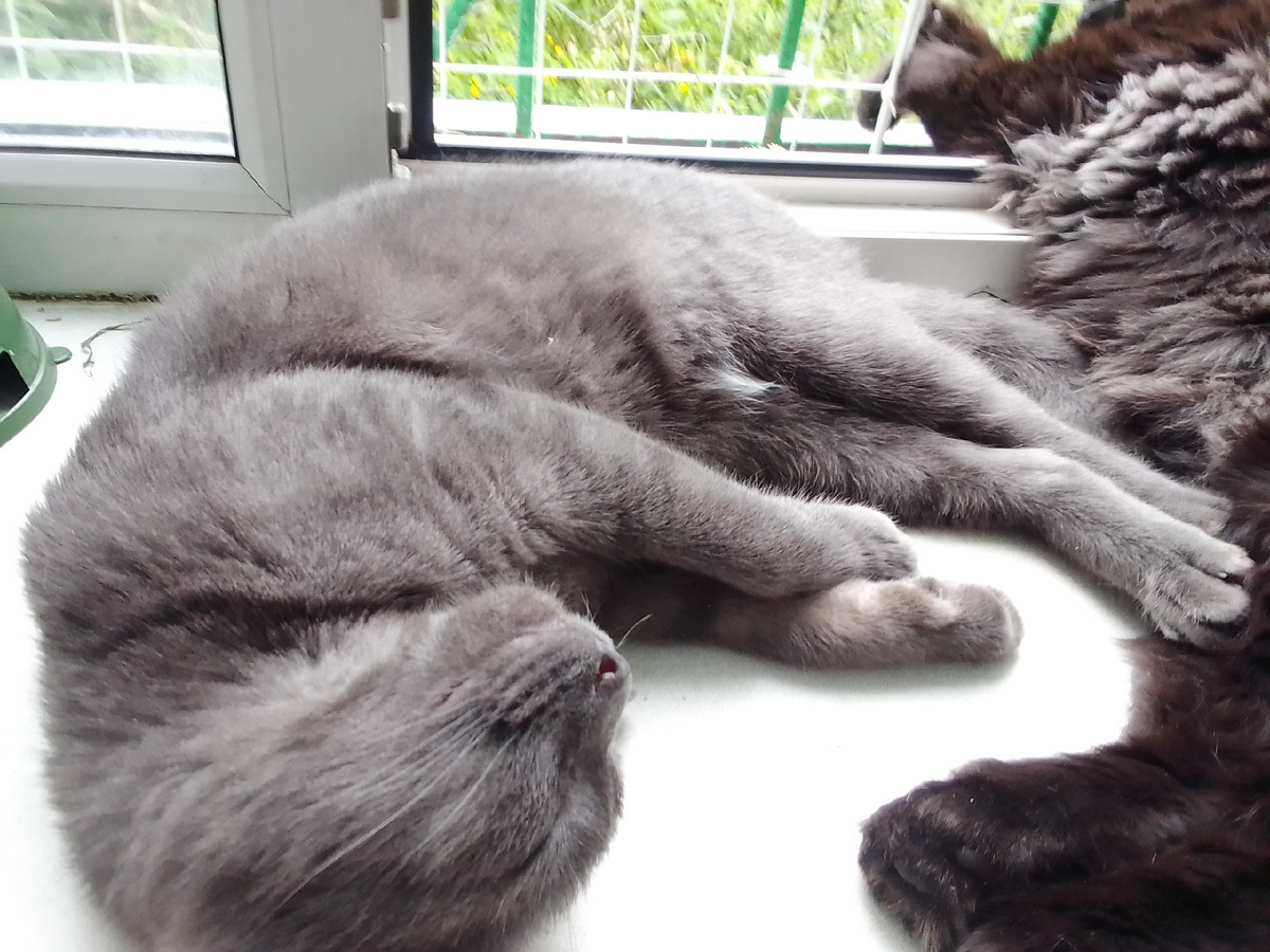 Отдыхает Тишка.