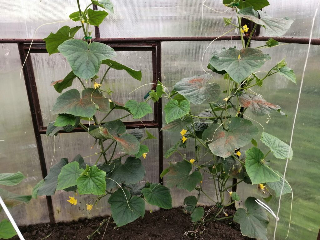 Огурец сорт «Сибирский экспресс».