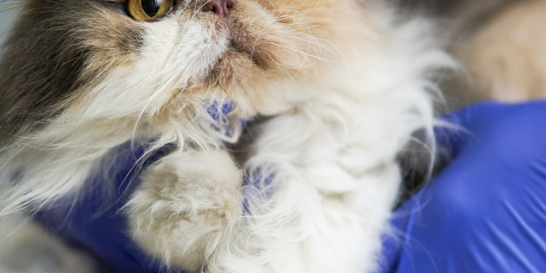 Почему кошки так много спят и когда продолжительность сна должна насторожить владельца?