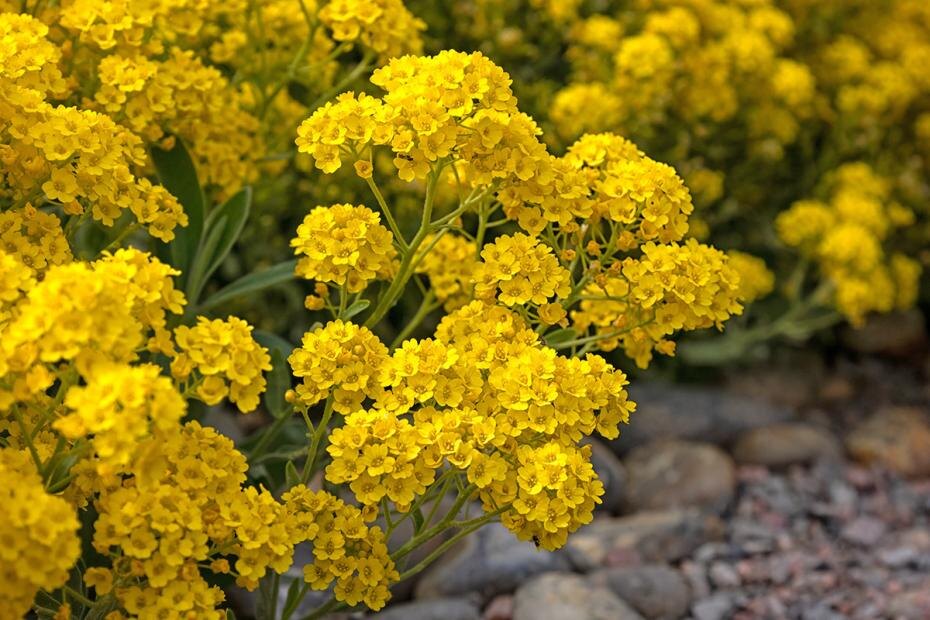    Shutterstock/FOTODOM