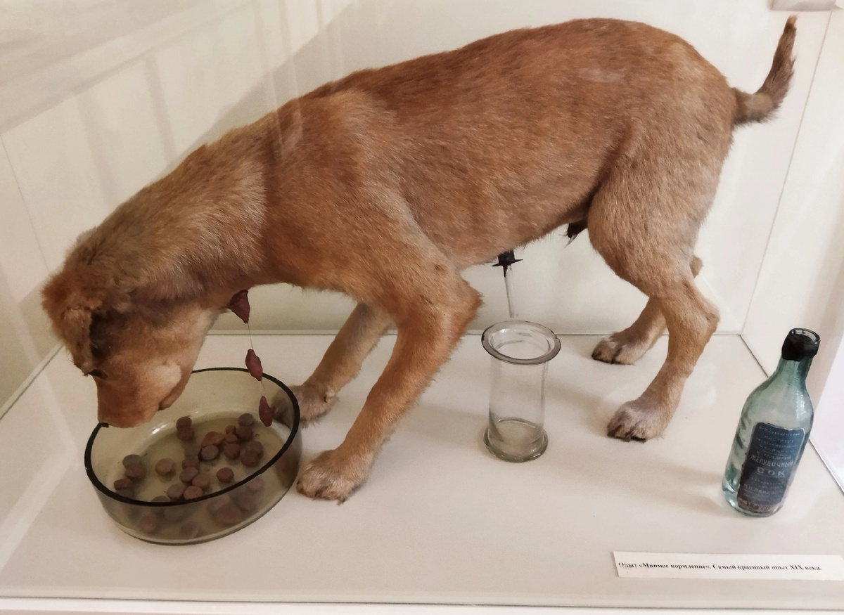 Собака Павлова