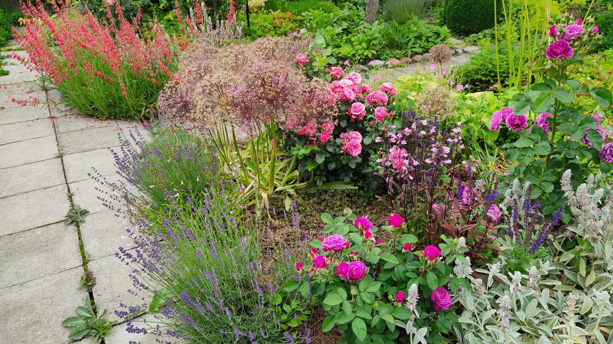 15.06.2025 г. Два пенстемона: бородатый и наперстянковый на клумбе с розами в моём саду.