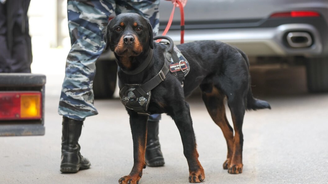    Фото: Belkin Alexey/news.ru/Globallookpress