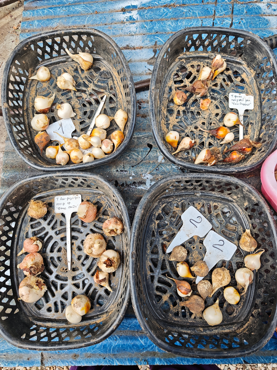 Ранние тюльпаны