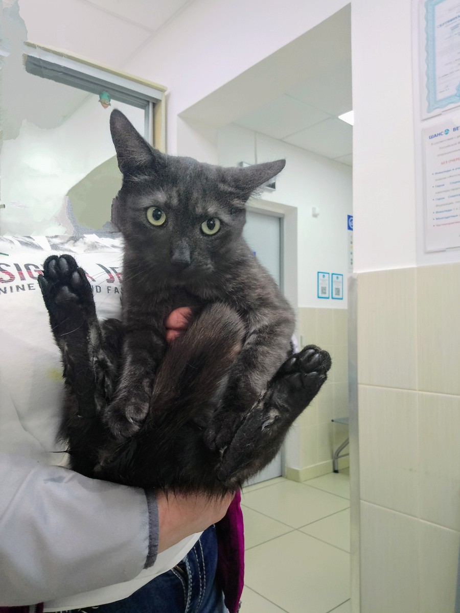 Пряничек во всей красе. Позирует