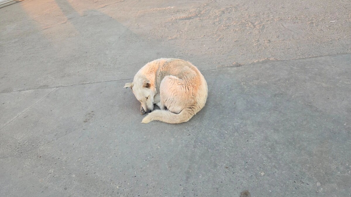     Автор: KubanPress