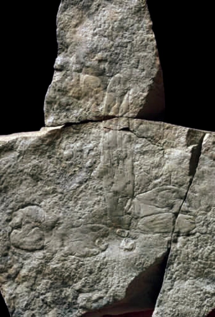 Отпечаток вавеликсии.