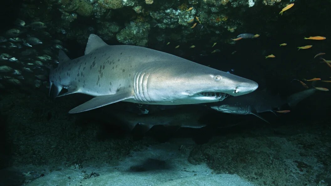    Фото: Peter Pinnock/Globallookpress