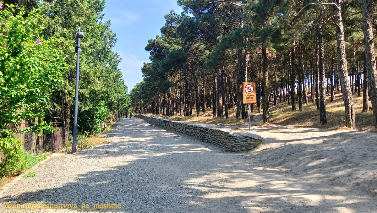 Сосновый бор в Дербенте (Дагестан)