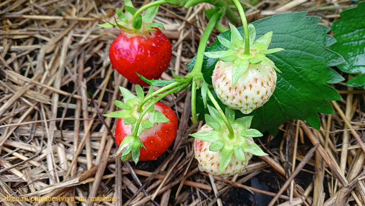 Клубника на грядках