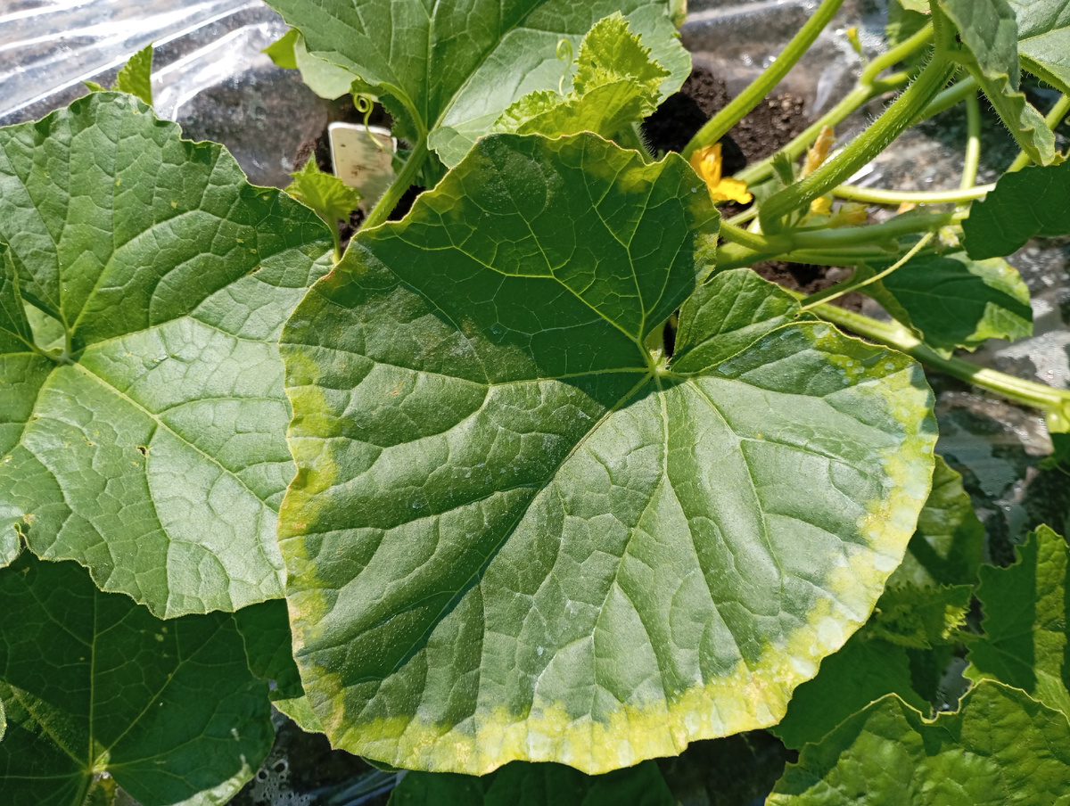 Лист дыни, фото автора.