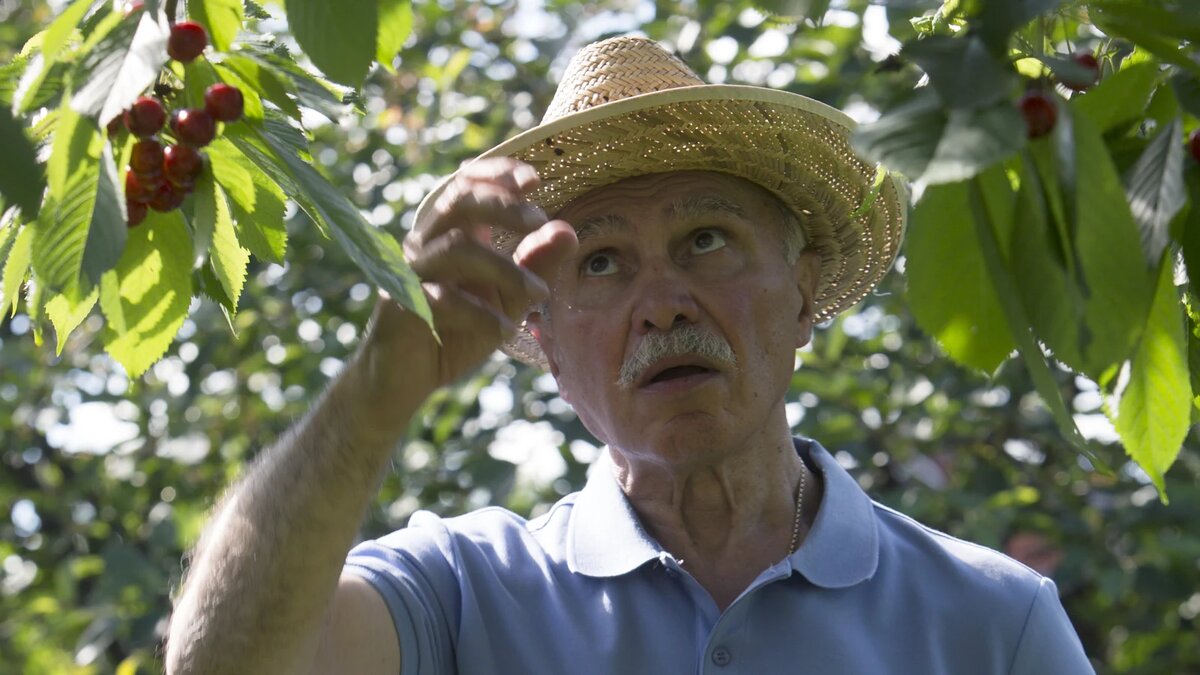    Опасные ягоды можно перепутать с вишней. Фото: Nikolay Gyngazov / www.globallookpress.com