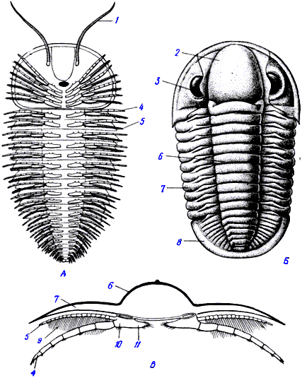 Сегментация соблюдена до самого конца тела.