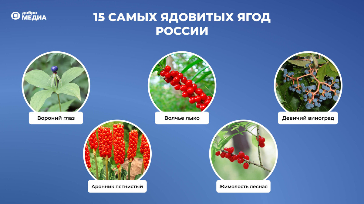   Ядовитые ягоды России. Графика: Добро.Медиа