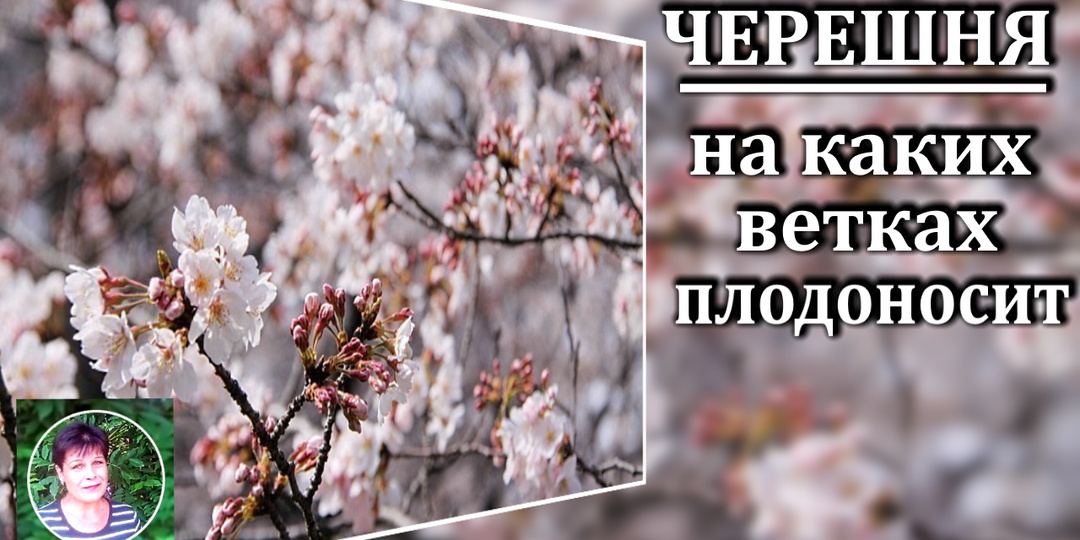 На каких ветках плодоносит черешня
