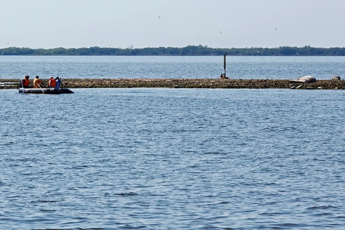    Вид на остров на Рыбинском водохранилище, Ярославская область.